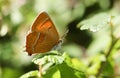 The side view of a rare Brown Hairstreak Thecla betulae perched on a leaf .