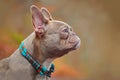 Side view of a rare colored lilac brindle French Bulldog dog with light amber eyes wearing a self made colorful rope collar