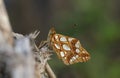 The side view of a rare male Queen of Spain Fritillary Butterfly, Issoria lathonia, resting on a plant in autumn in Kent, UK.