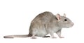 Side view of rat, 1 year old, in front of white background Royalty Free Stock Photo
