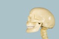 Side view of realistic head skull model