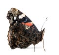 Side view of a Red Admiral butterfly, Vanessa atalanta Royalty Free Stock Photo