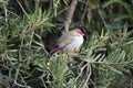 This is a side view of a red browed finch