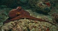 side view of red coloured day octopus stretching out its arms to move on the sea bed in the healthy reefs of watamu marine park,