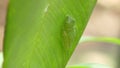side view of a red-eyed tree frog sleeping on a leaf in a garden Royalty Free Stock Photo