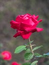 Partial image of a red flowering rose