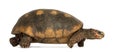 Side view of a Red-footed tortoise walking