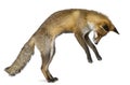 Side view of Red Fox, 1 year old