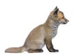 Side view of a Red fox cub (6 Weeks old)- Vulpes v Royalty Free Stock Photo
