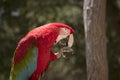 This is a side view of a red-and-green macaw Royalty Free Stock Photo