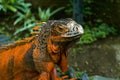 Side view of Red Iguana`s head. Portrait side view Iguana iguana. Isolated on natural background. Large adult lizard. Beautiful Royalty Free Stock Photo