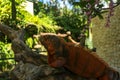 Side view of Red Iguana`s head. Red Iguana climbing up tree. Macro photo of large Iguana iguana. Portrait side view Red iguana