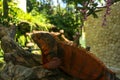 Side view of Red Iguana`s head. Red Iguana climbing up tree. Macro photo of large Iguana iguana. Portrait side view Red iguana