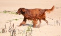 Side view of a red Irish Setter walking on sand Royalty Free Stock Photo