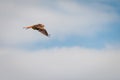 Side view of red kite bird flying Royalty Free Stock Photo