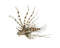Side view of a red lionfish isolated on white Royalty Free Stock Photo