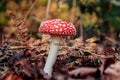 Side view of a red mushroom or toadstool growing out of brown and orange leaves. Dark color theme in autumn forest scene with a