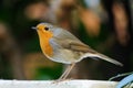 Side view of a red robin Royalty Free Stock Photo