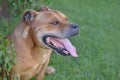 Side view of red Staffie Royalty Free Stock Photo