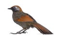Side view on a Red-tailed Laughingthrush - Garrulax milnei