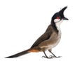 Side view of a Red-whiskered Bulbul - Pycnonotus jocosus