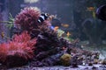 Side view of reef tank aquarium with bunch of stony sps corals Royalty Free Stock Photo