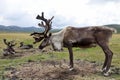 Side view of reindeer in northern Mongolia