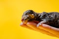 Newborn small kitten sleeping on hand of crop woman