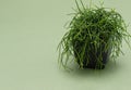 Side view of Rhipsalis baccifera in gray flower pot against green background. Type of cactus with soft needles