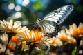 Side View of Rice Paper Butterfly Insect Alight on Flowering Garden in Bright Day