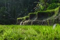 Side view of rice terraces in Bali with visible running water and dark jungles in background Royalty Free Stock Photo