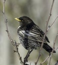 Ring ouzel bird in tree