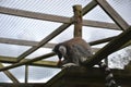 Side view of Ring Tailed Lemur Lemur catta eating fruit Royalty Free Stock Photo