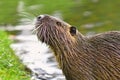 Side view of rodent called `Myocastor Coypus`, commonly known as `Nutria`, with raised head