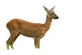Roe deer doe in summer standing and looking away isolated on white background Royalty Free Stock Photo