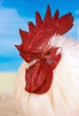 Side View of a Rooster with a Bright Red Comb Royalty Free Stock Photo