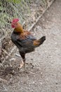 this is a side view of a rooster Royalty Free Stock Photo