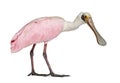 Side view of a Roseate Spoonbill bird, Platalea ajaja, Isolated on white Royalty Free Stock Photo