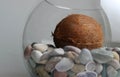 Side View Of Round Fish Bowl Half Filled With Sea Stones And Coconut Inside Royalty Free Stock Photo