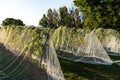 Side view of rows of vines covered in white nets Royalty Free Stock Photo