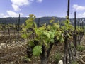 Side view of rows of vines with young green leaves Royalty Free Stock Photo