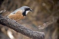 The rufous whistler is perched on a tree Royalty Free Stock Photo