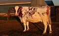 Side view of rust and white colored cow watching me Royalty Free Stock Photo