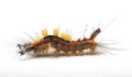 Side view of rusty tussock moth caterpillar Royalty Free Stock Photo