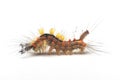 Side view of rusty tussock moth caterpillar