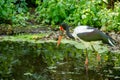 view of a saddle billed stork foraging in a pond Royalty Free Stock Photo