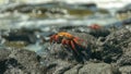 Side on view of a sally lightfoot crab on  santa cruz island in the galapagos Royalty Free Stock Photo