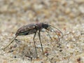 Side View Of A Sand Tiger Beetle Royalty Free Stock Photo