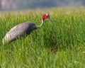 Side view of Sarus Crane in lush green paddy field looking for food Royalty Free Stock Photo