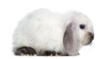 Side view of a Satin Mini Lop rabbit, isolated